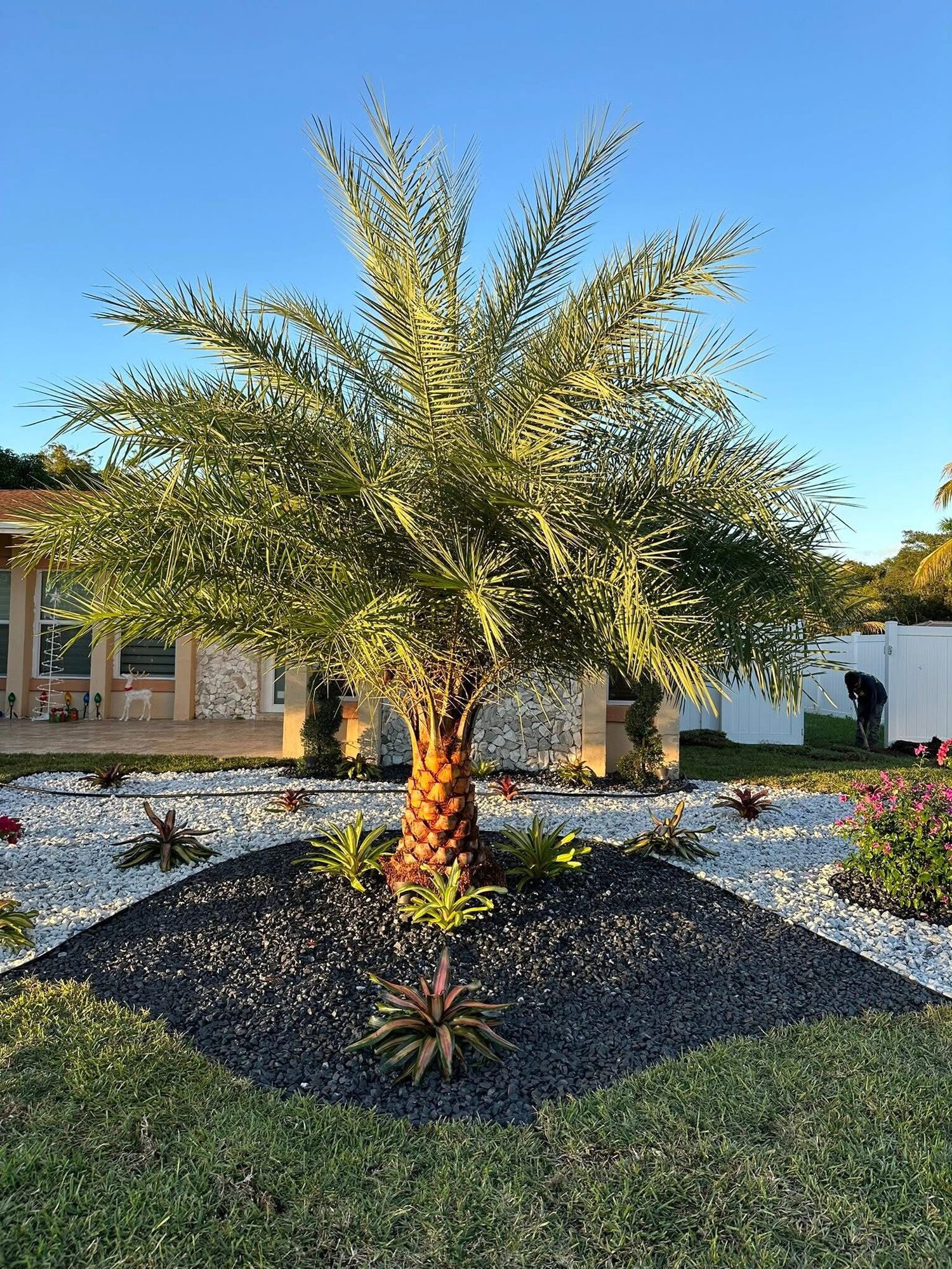 Royal palm tree centerpiece in a custom black mulch bed — Lopez Tree Service & Landscaping work in South Florida