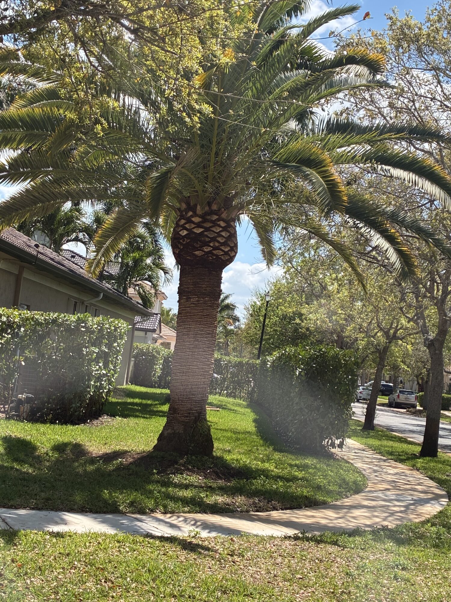 Sculpted Sylvester palm